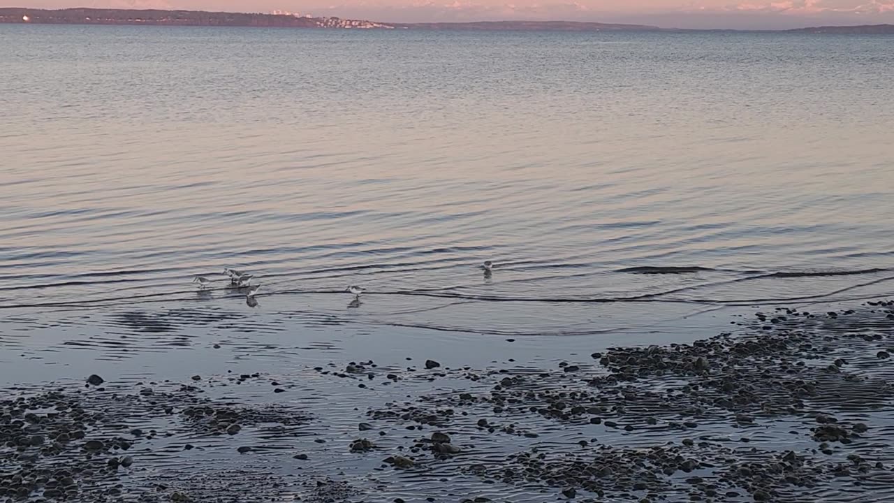 Baby seagulls in Ladner by the beach