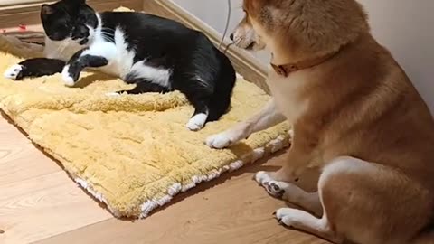 The dog's nest was occupied by a cat, so the dog got it back on his own