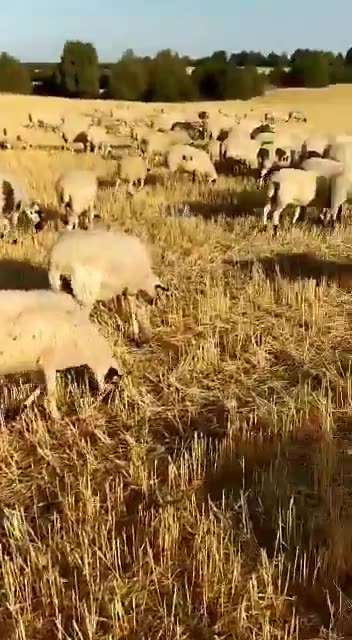 “Pure Evil” - Elon Musk Commenting on how USAID is spent