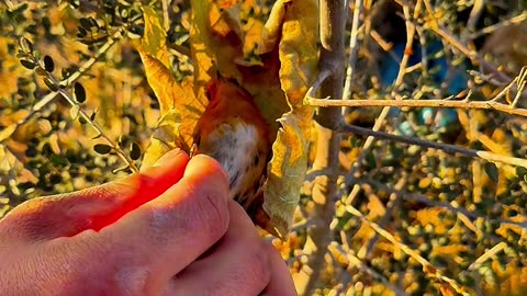 Bird sleep in leaf wakeup sudden and fly