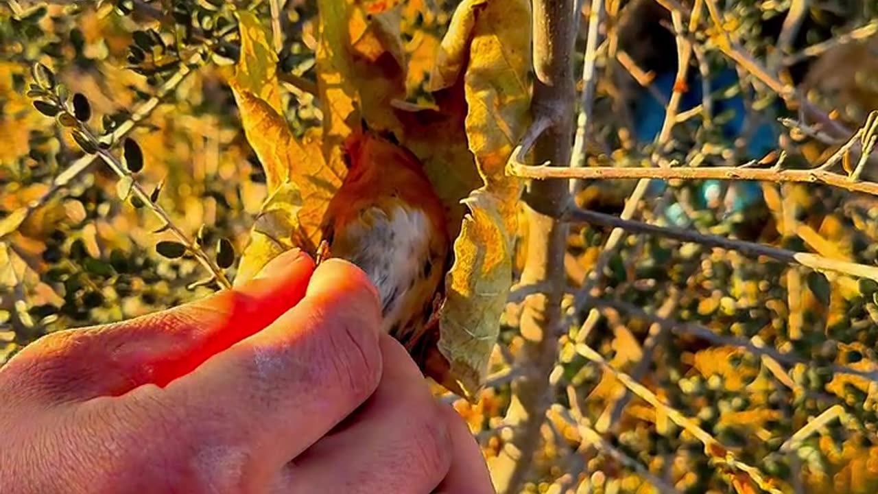 Bird sleep in leaf wakeup sudden and fly