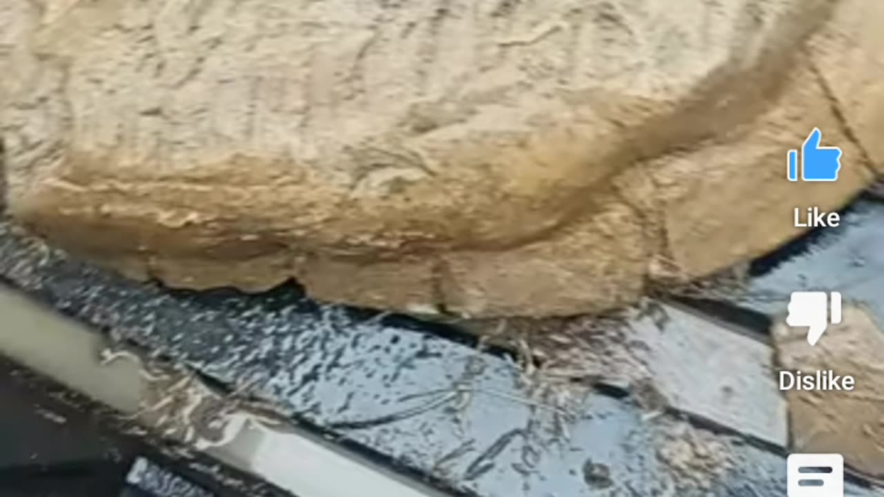 Turtle turtle