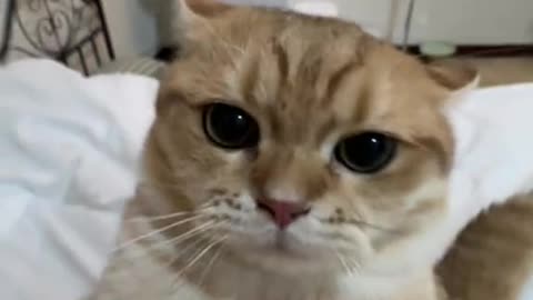 A cool cat playing TikTok