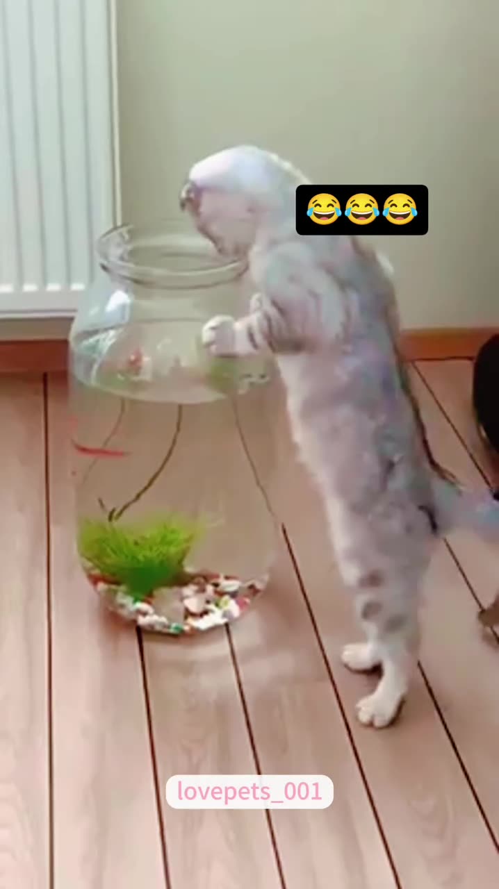 Kitty Rumble Funny Kitty.