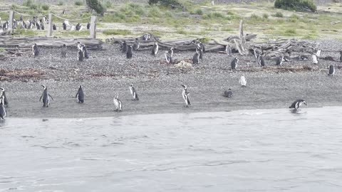 Penguins Swimming in Beagle Channel