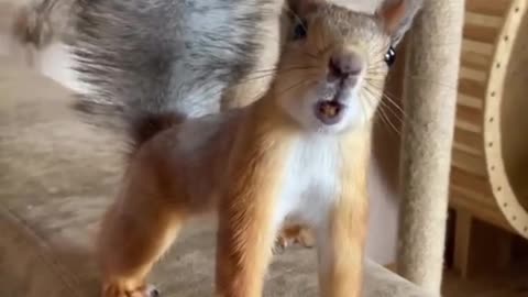 Who new squirrels can growl!! 🐿️