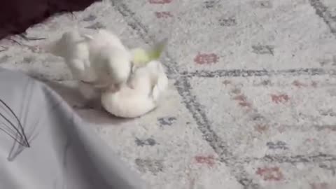 Naughty cockatoo parrot lover