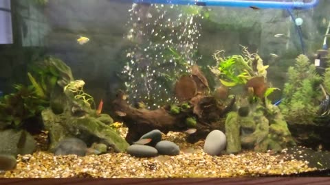 Discus Aquascape Upgraded