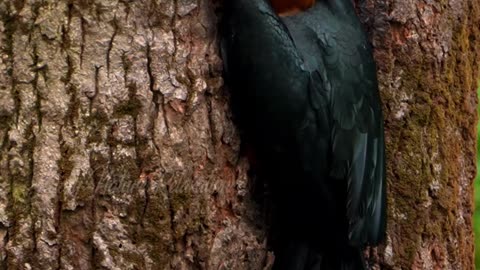 Rufous necked hornbill nesting