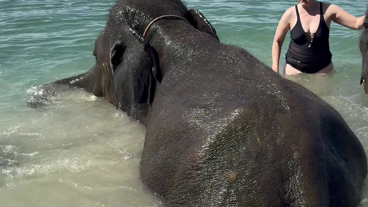 Elephants Bathe in the Sea With Humans