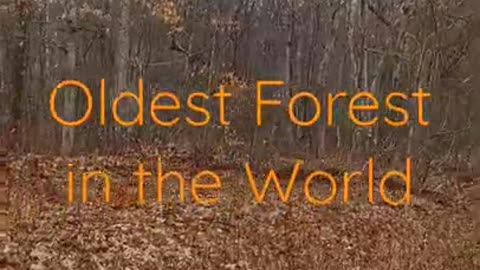 Oldest Forest In America - Cairo, NY