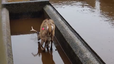 Toronto Wildlife Centre rescues deer trapped in wastewater facility