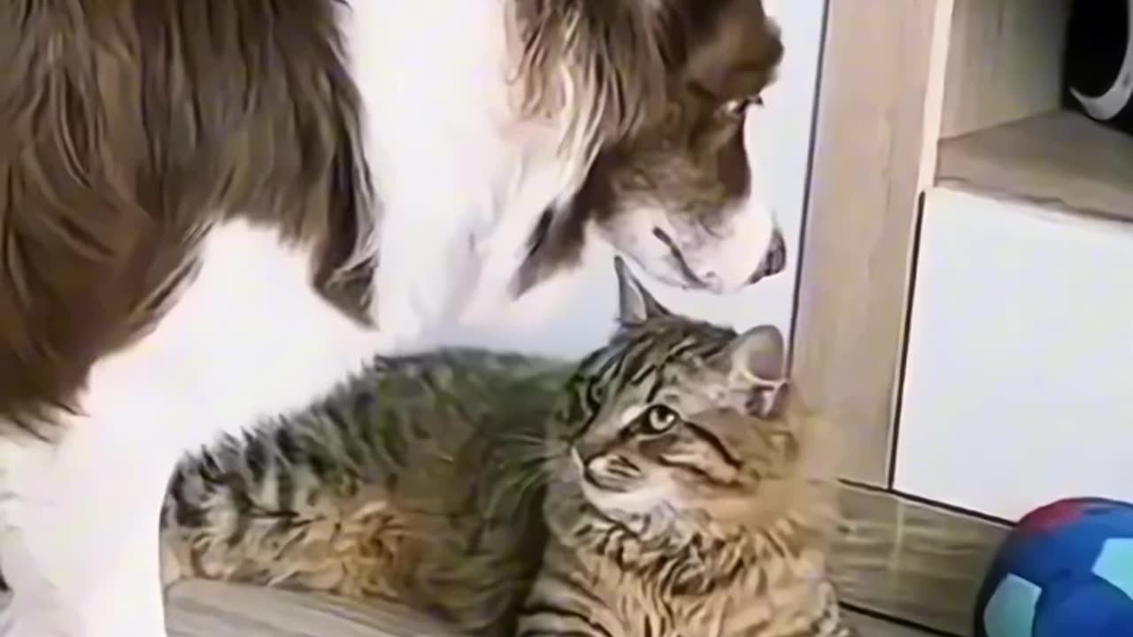 Cats are sooo funny #funny # cats