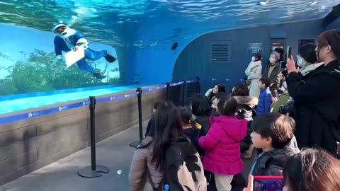 In Japan, Santa takes a swim with penguins on Christmas Eve