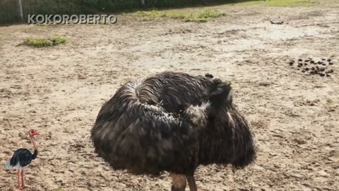 Unique facts about ostrich