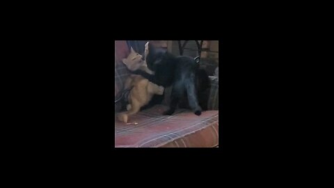 kitties