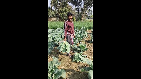 Cauliflower 🥦 cutting