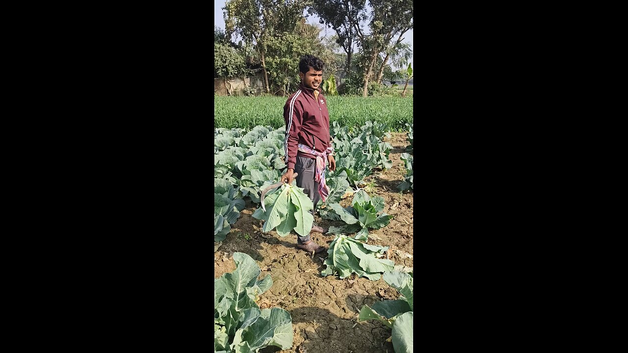 Cauliflower 🥦 cutting