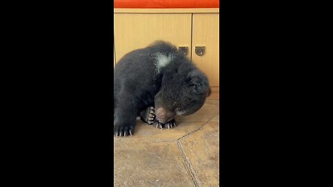 "Bear Cub Dozing While Sitting"