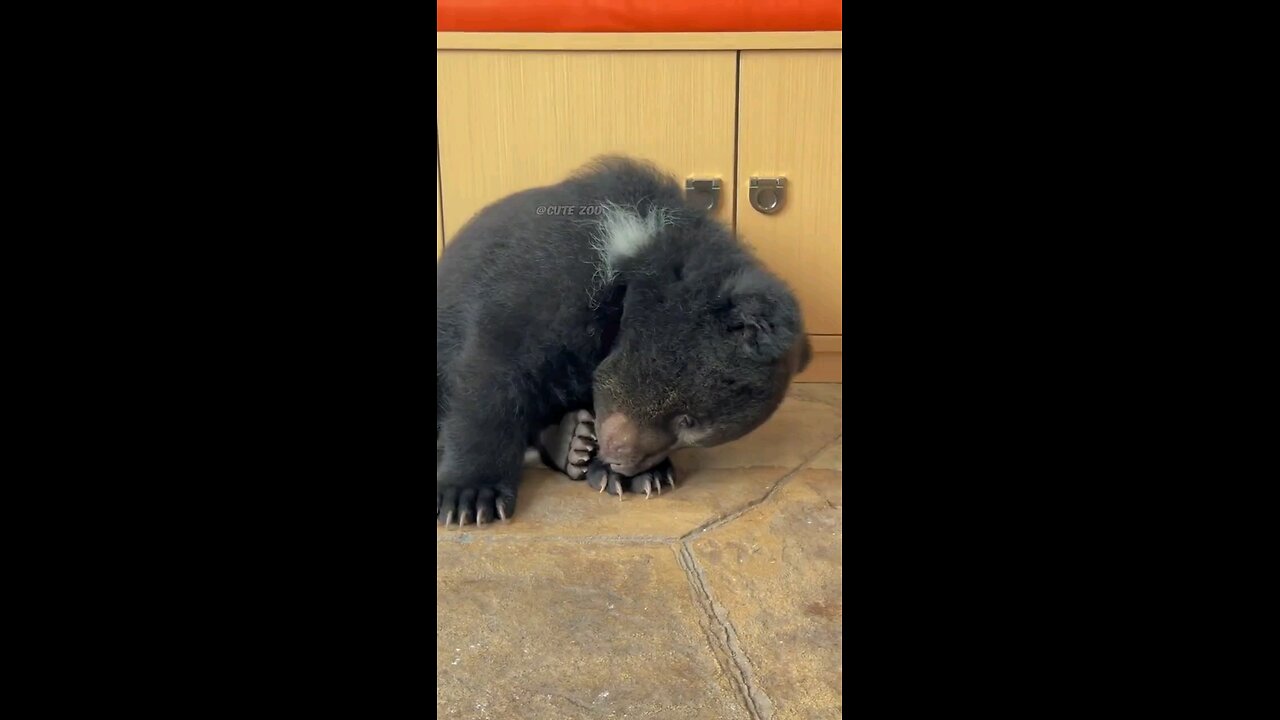 "Bear Cub Dozing While Sitting"