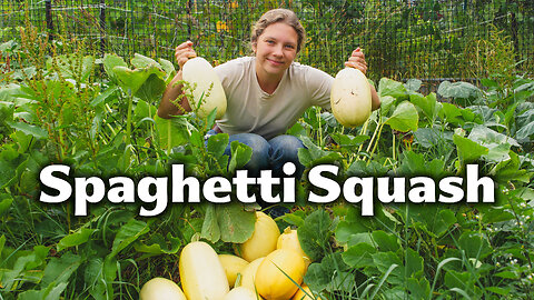 Harvesting Spaghetti Squash From My Organic Garden