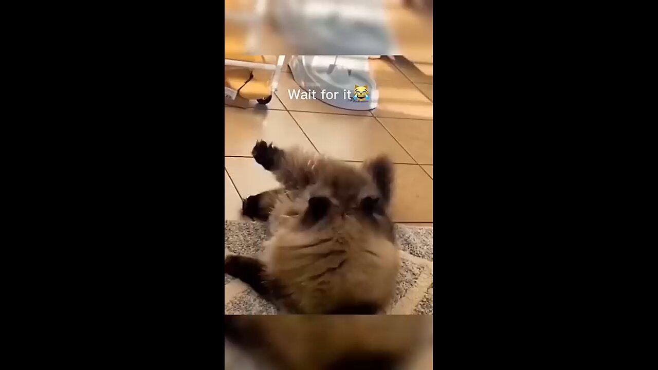 cat funny video