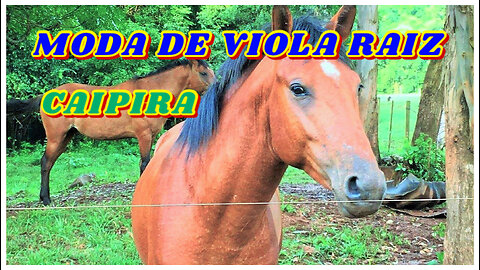 CAIPIRA SERTANEJO E MODA DE VIOLA RAIZ