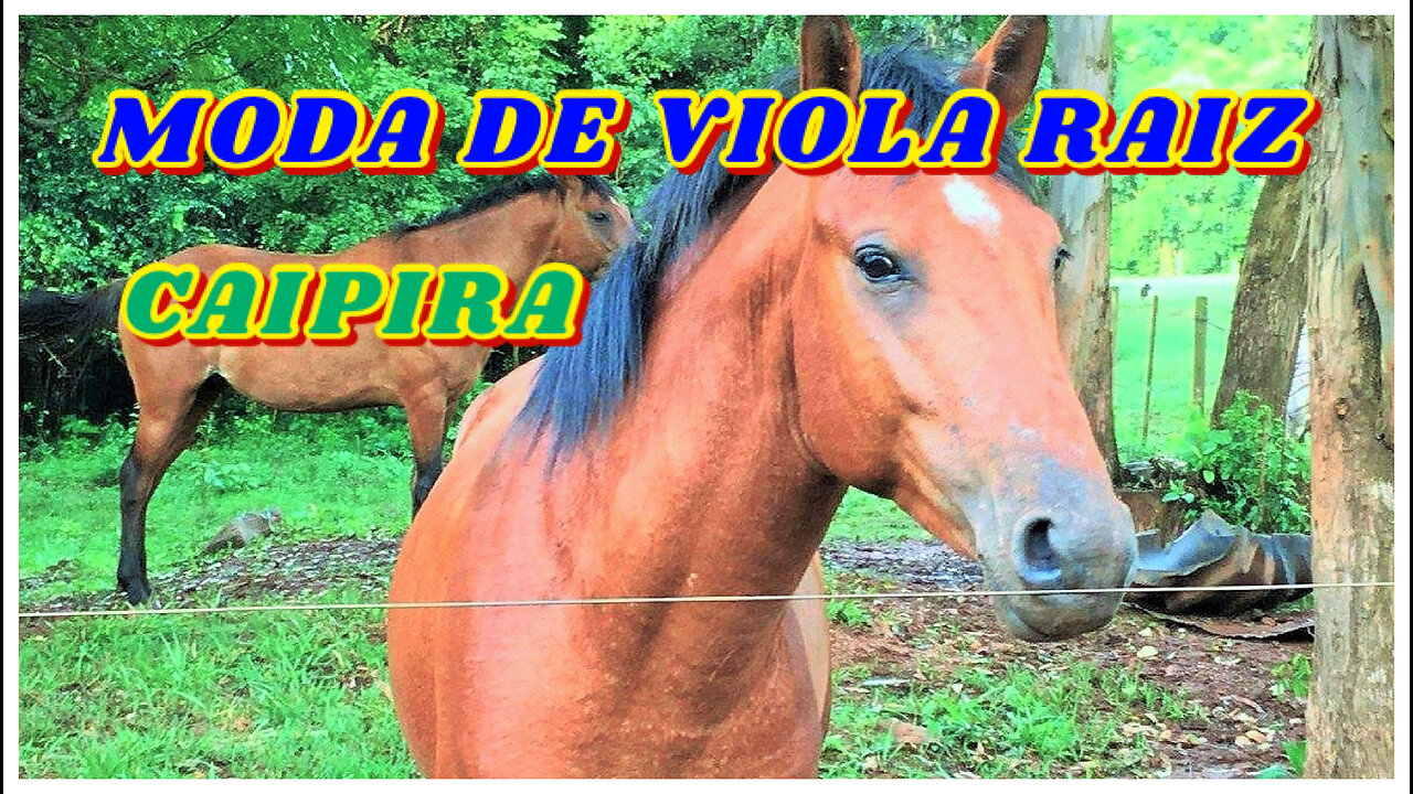 CAIPIRA SERTANEJO E MODA DE VIOLA RAIZ