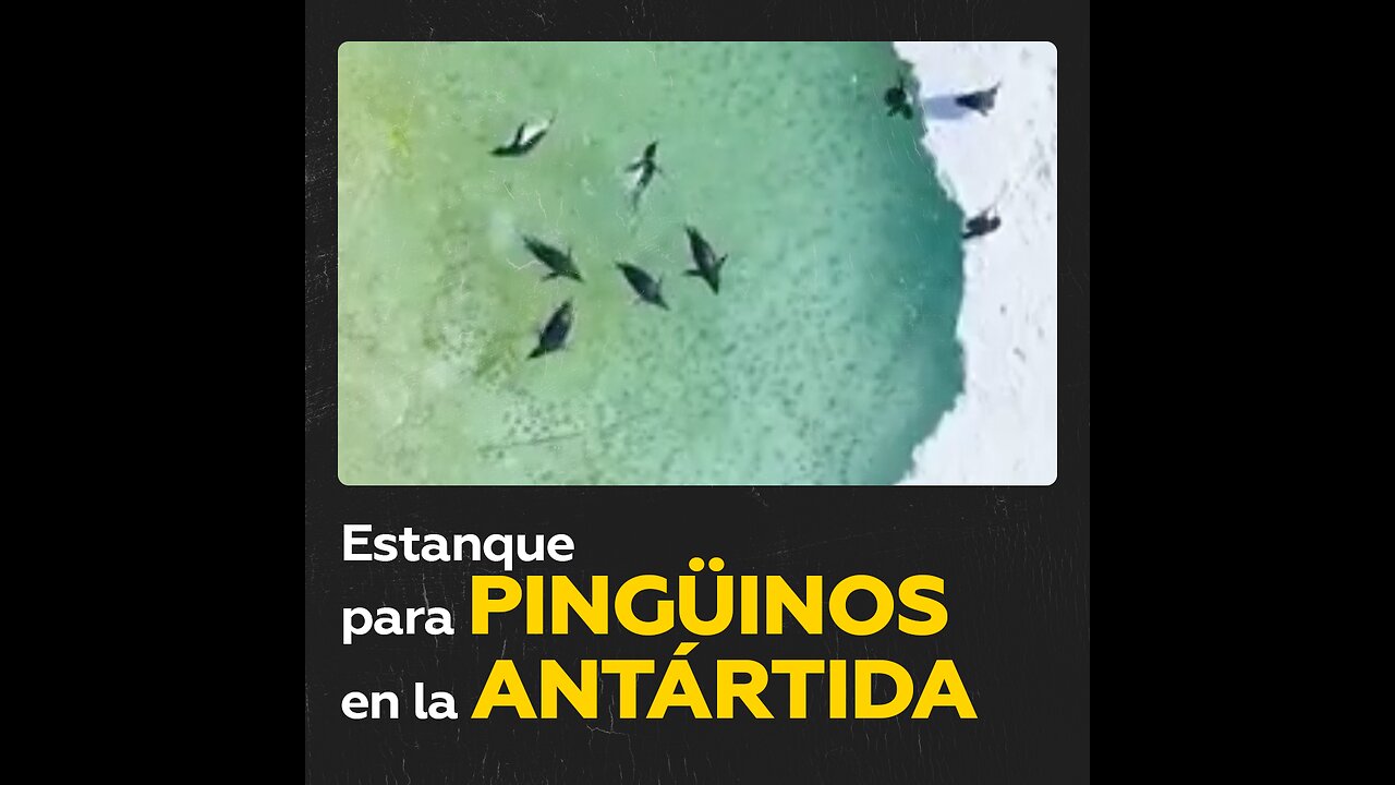 Pingüinos disfrutan de un ‘balneario’ en medio del hielo antártico