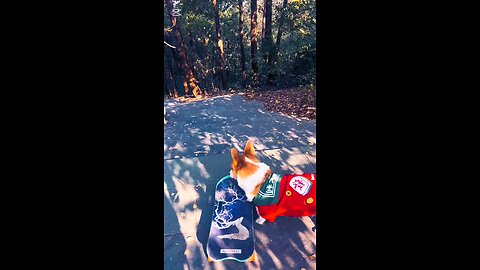 Dkateboard on the stairs#dog #dogsoftiktok #doglover #corgi #funny #pet Dkateboard on the stairs