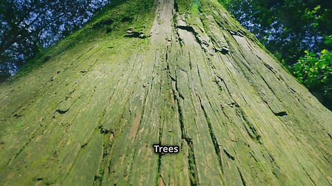 The Earth's lungs, the beauty of the nature