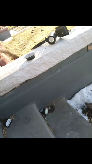 squirrel trynna get a nut 🐿️pt2😂🤠🥹👍