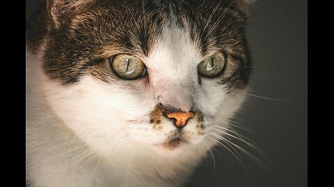 Watch very beautiful cats in the street playing cute cats.