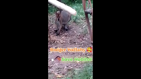 🥰 Rodger the Red Necked Wallaby 🦘💚💚💚