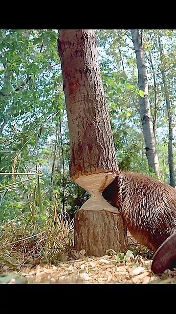 Bear & Beaver: A Comical Friendship in the Wild!