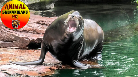 How Are Seals Different from Sea Lions? Comparing Them Side by Side