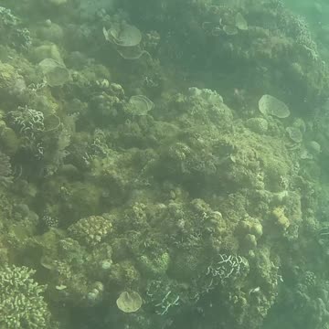 Dive into Serenity, A Morning Snorkeling Adventure