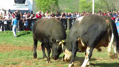 Kobra od Kokana i Frizera vs Musolini od Hrstića korida Dicmo 2024