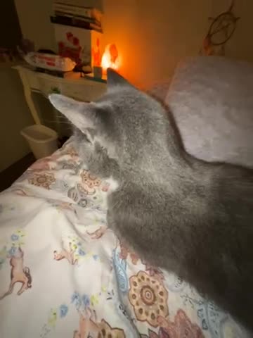 My little Sylvester 2🥰