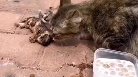 Rescue a cat and her kittens