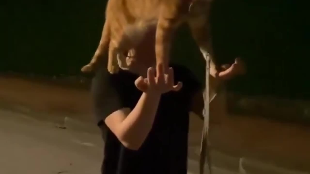 of course it’s the orange cat