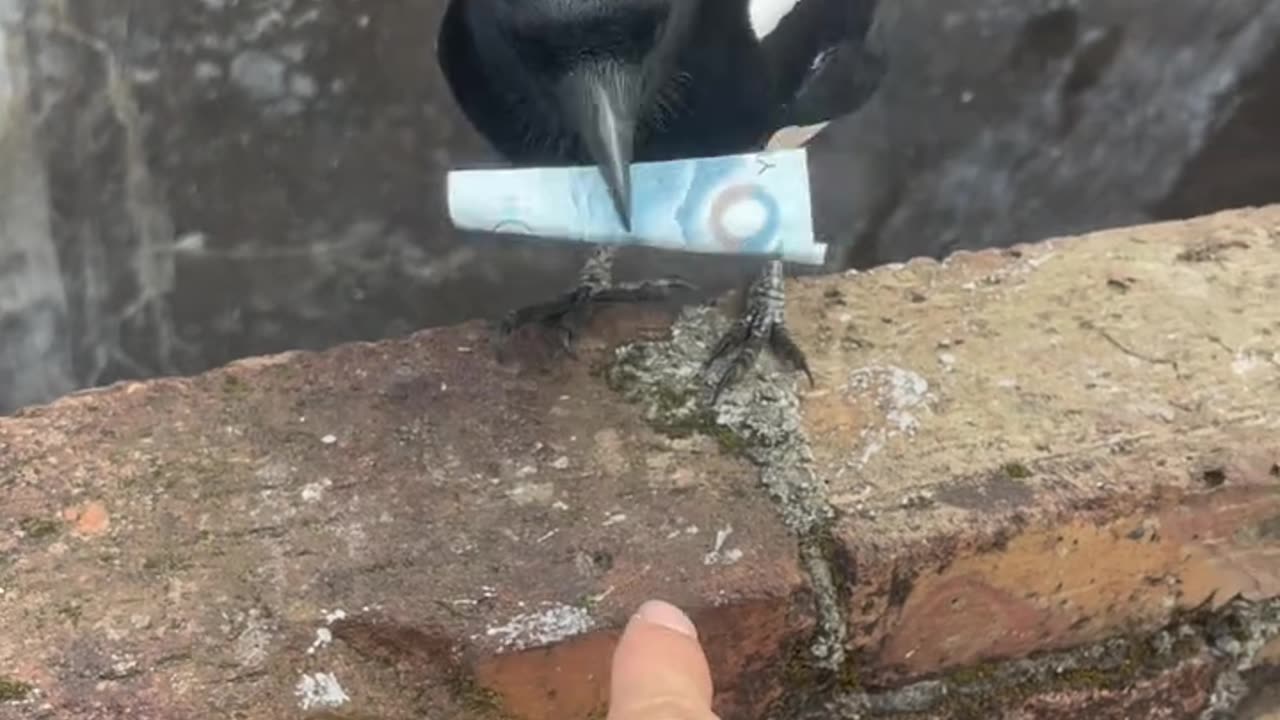 Look at this clever bird