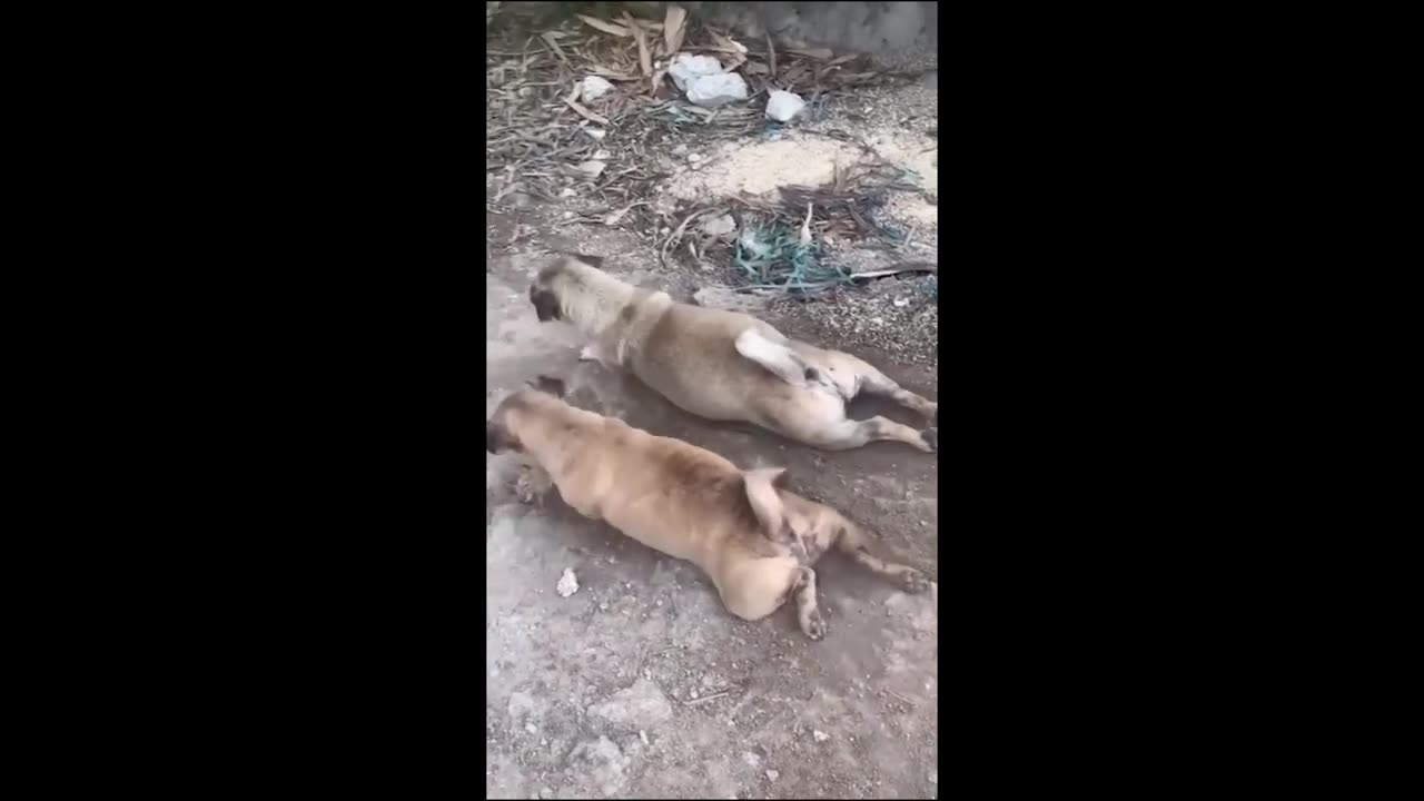 funny animal videos