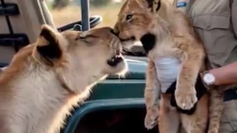 VIRAL ANIMAL VIDEO 📸🔥/WATCH FULL VIDEO 🔥🆕