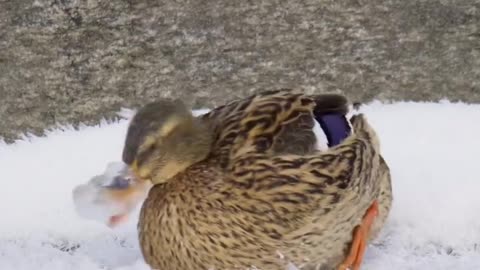 The smart mallard