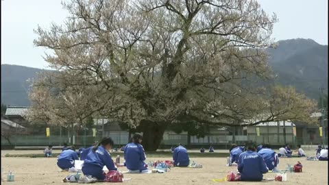 新日本風土記 「さくら 十二の物語」