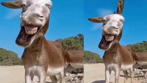 This is a crazy video, our funny ananimals friends