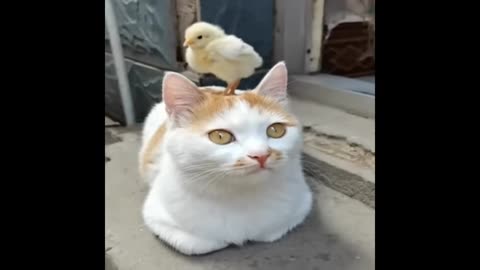 Cat and chicken cyut moments video