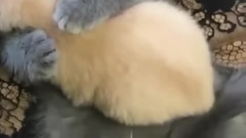 FUNNY CAT VIDEO