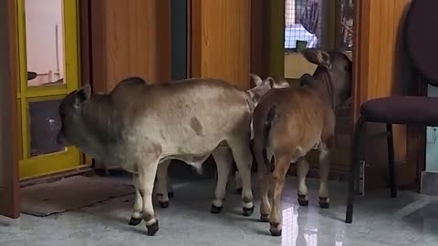 Animal